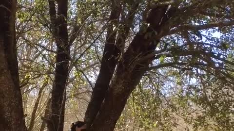 Black dog jumping on top of tree and barking