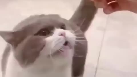 Cat Lovers Funny #11