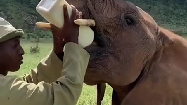 Elephant watch the best short video Animals