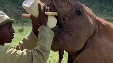 Elephant watch the best short video Animals