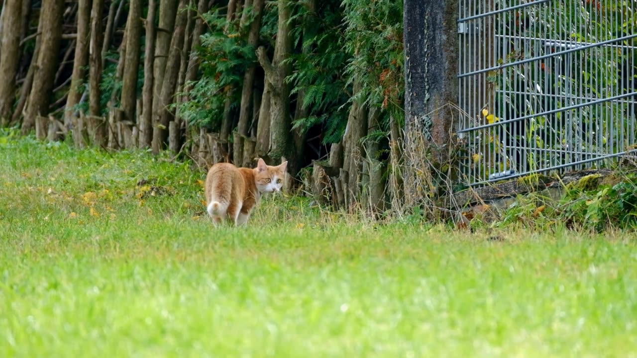 Adorable Antics of Cute Cats!