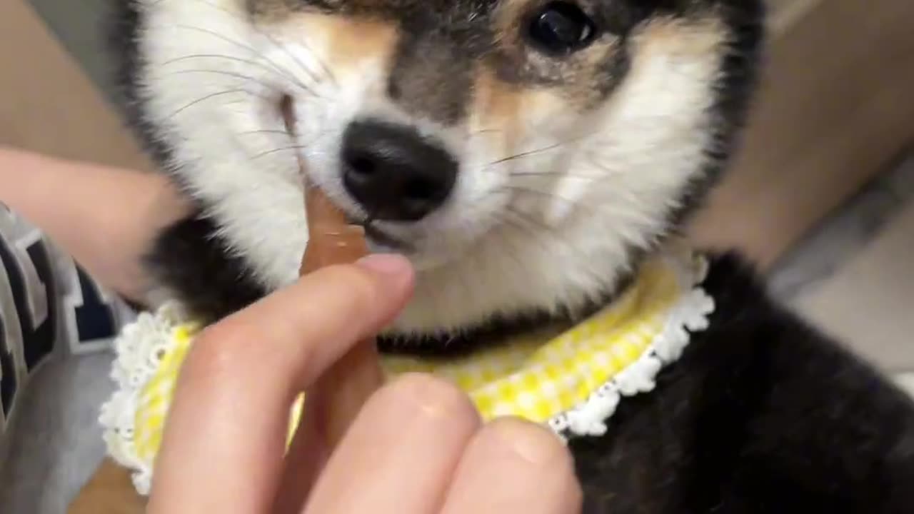 Surprisingly, dogs can brush their teeth