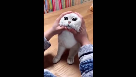 Funny cat video