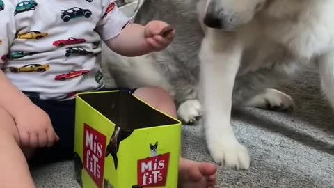 kind husky and the baby since day 1