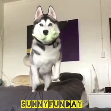 Dog jumping on bed.