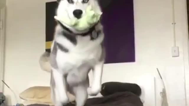 Dog jumping on bed.