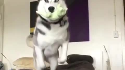 Dog jumping on bed.