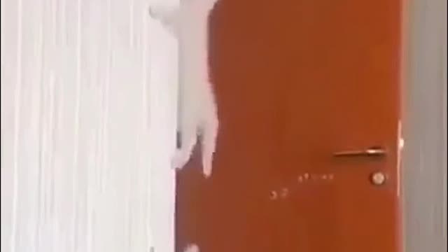Funny cat short video.
