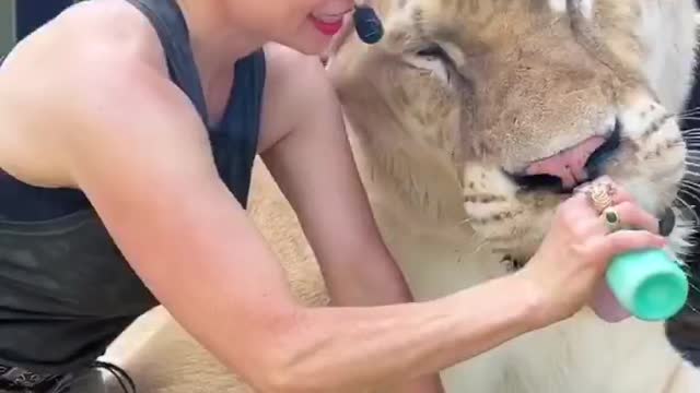 Ferocious beasts also make gentle pets