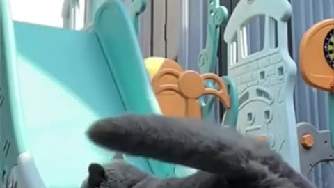 Funny cats video