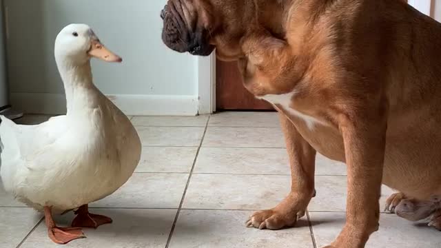 Nana George the Mastiff and Pam the Duck