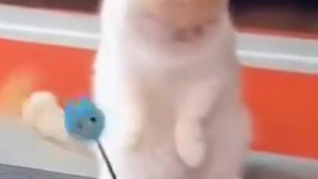 Funniest Animals - Best Of Funny Animal Videos
