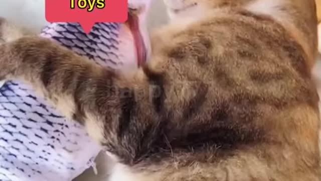 Funniest cat videos that will make you laugh...love your pet