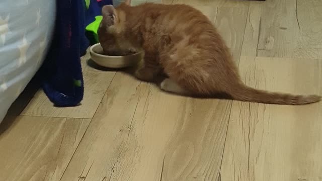 The baby cat is eating.