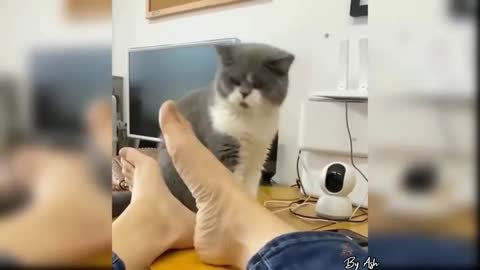 funny little cat!