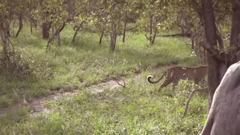 Leopard vs lizards attack