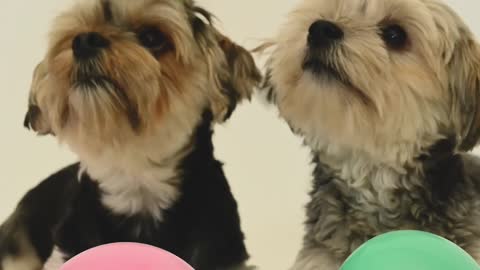 video-of-dogs-with-balloons