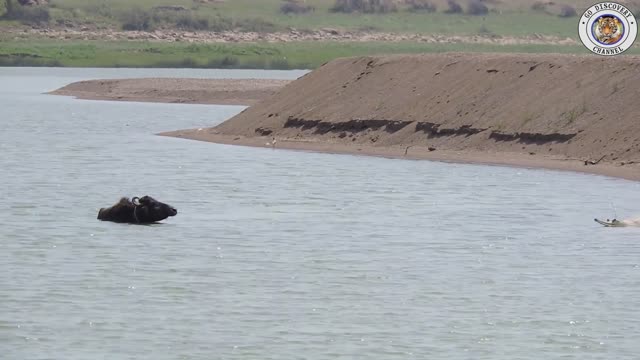 Crocodile is waiting to catch the buffalo........क्रोकोडाइल भैंस को पकड़ने लिए इंतज़ार कर रहा है