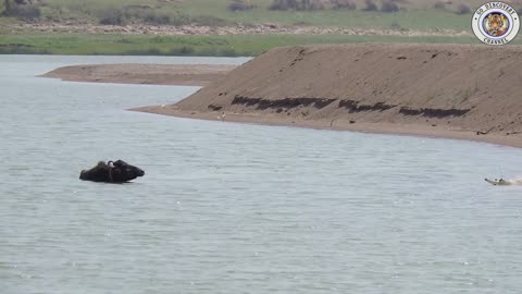 Crocodile is waiting to catch the buffalo........क्रोकोडाइल भैंस को पकड़ने लिए इंतज़ार कर रहा है