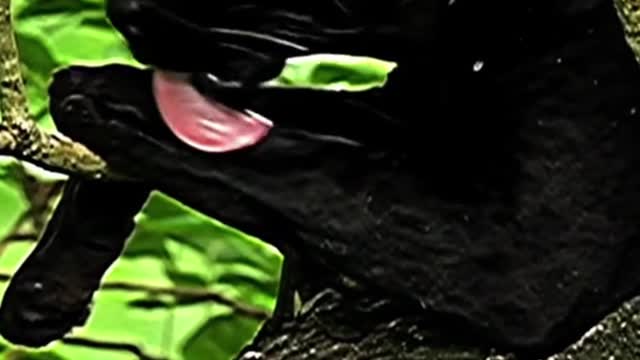 A cat is bathing itself by licking itself. What about a leopard?
