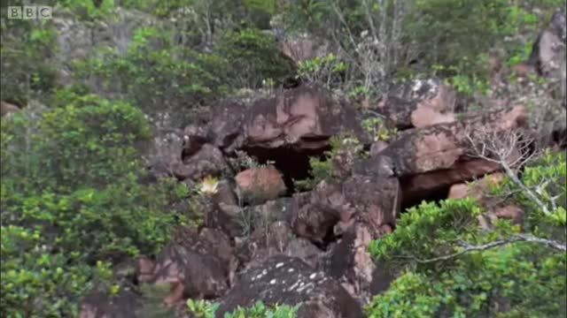 Climbing a Table-Top Mountain | Expedition Guyana | BBC Earth