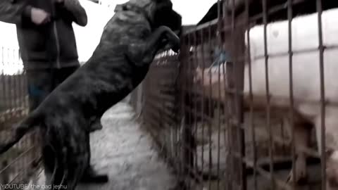 15 Most Fearless Dog Breeds in the World