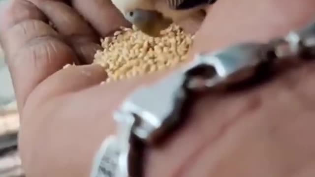 smart funny bird