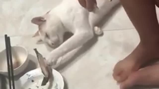 Gato finge estar dormido para robarse el pescado de su dueña