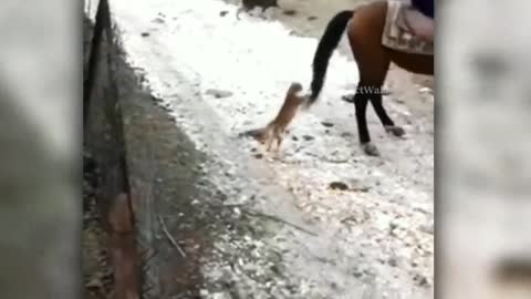 Cat and horse funny video