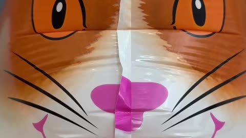 funny cat
