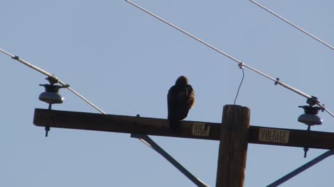 The early Red Tailed Hawk