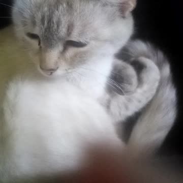 The cat sleeps and looks at the camera