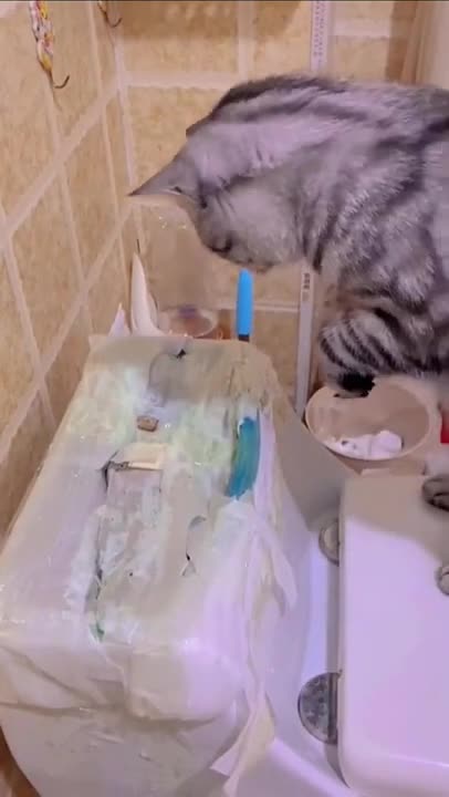 Cats and dogs _ cats meowing _ cats funny videos #shorts