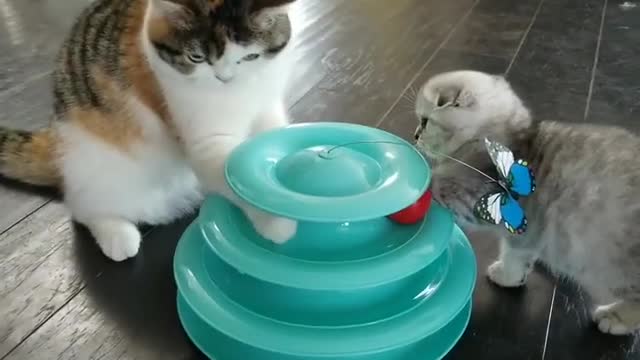 Cool cat is determined to sort out this issue