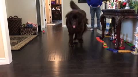 Enorme perro abre su regalo como un pequeño niño