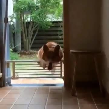 Every dog knows magic always makes me confused