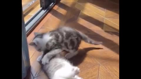 Funny Cats Video 21