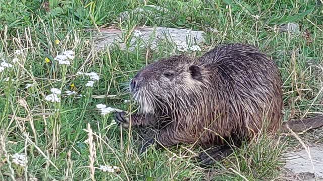 Beaver in Ukrainian wild nature