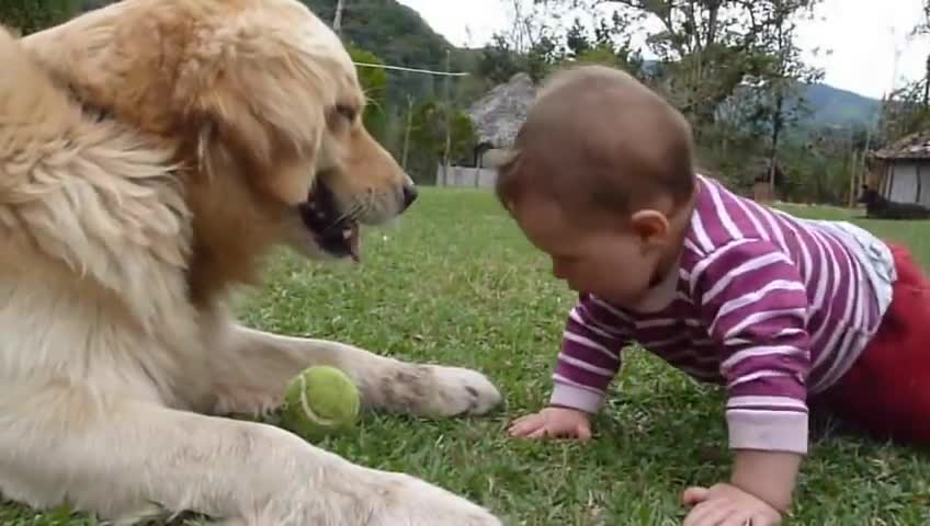 A GOLDEN RETRIEVER, A BABY AND A TENNIS BALL |