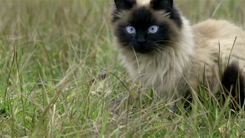 Cat with dark head laying in grass close up