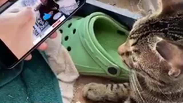 Cute moments: Cat dance to music