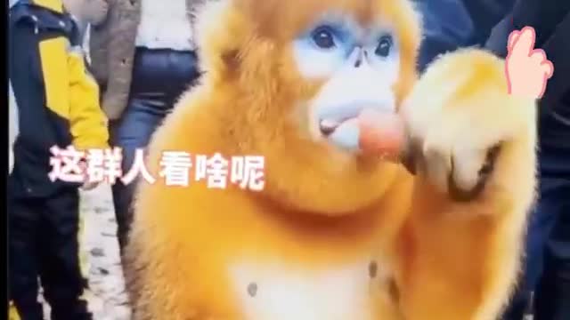 beautiful golden monkey