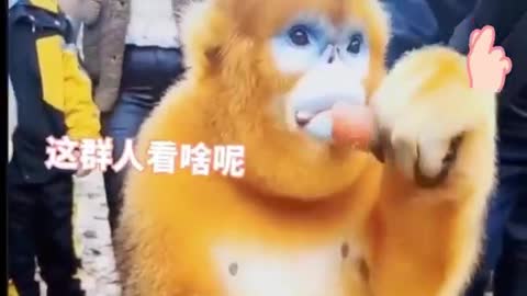 beautiful golden monkey