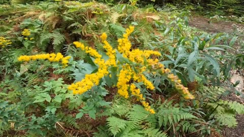 Goldenrod