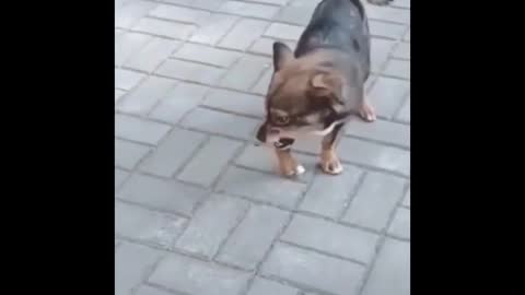 DOG PRANK