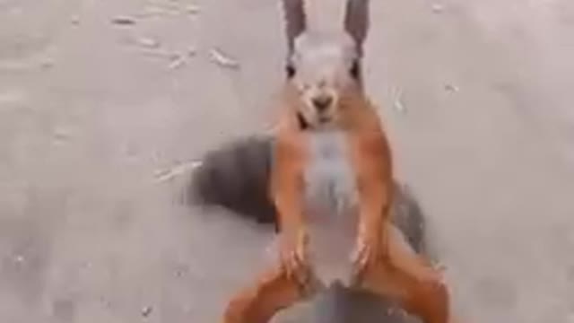 Dancing Squirrel Doing A Jigg