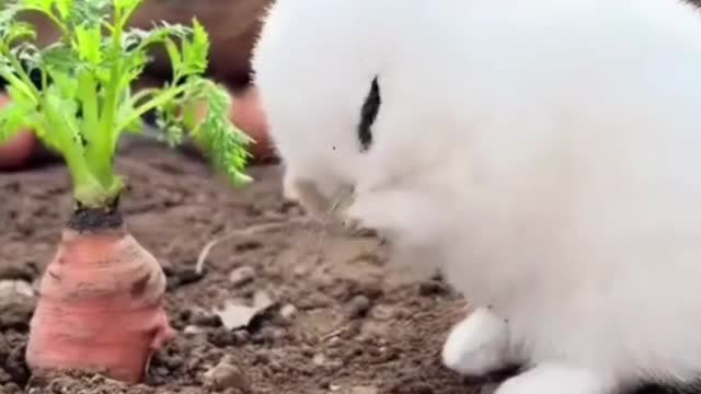 Hen and rabbit friendship❤