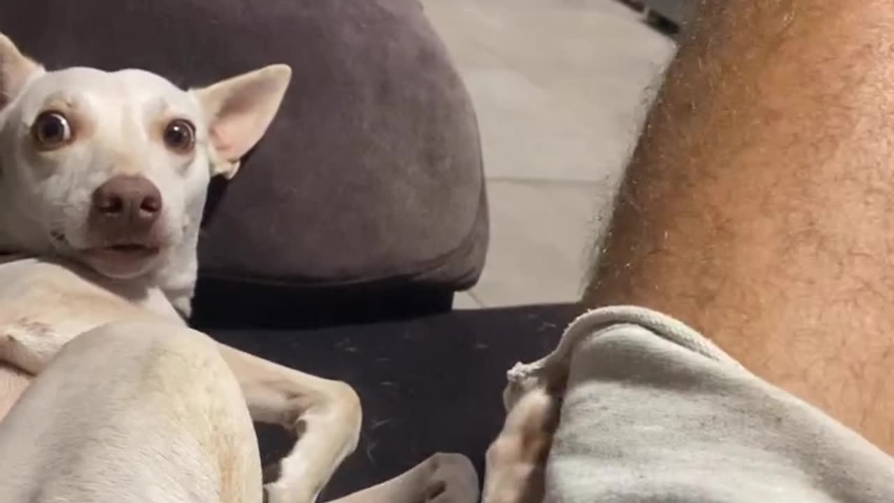 Leg Day with Dog
