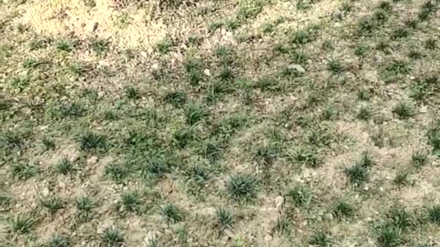 Small garden
