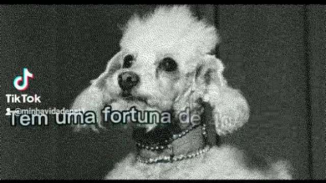 Top 5 Os Animais mais ricos do mundo